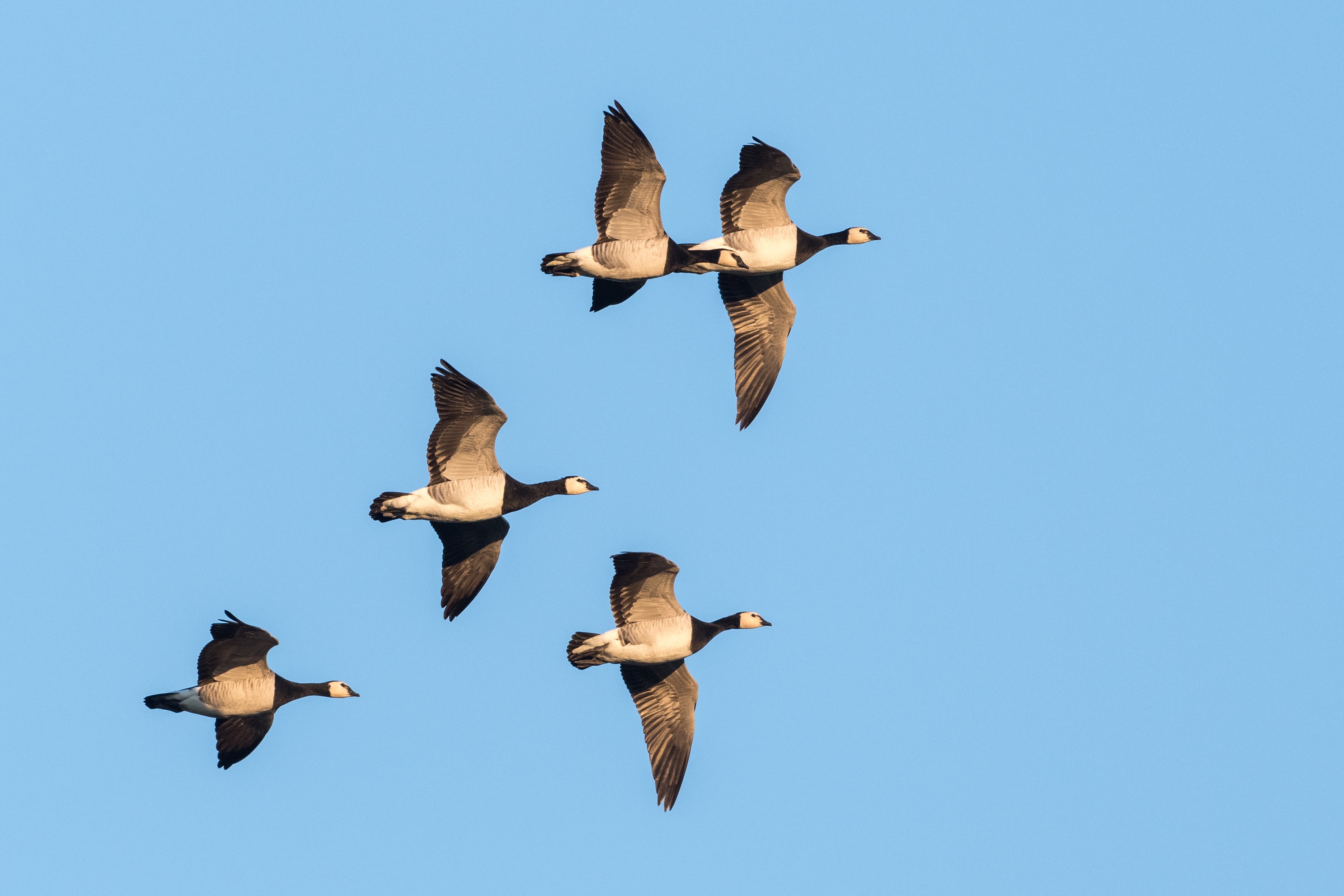 Barnacle Geese in Flight ©AdobeStock Richard