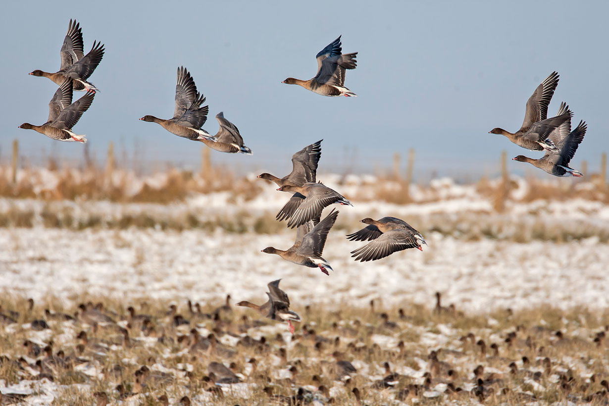 Pink-footed Geese © John Anderson