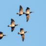 Barnacle Geese in Flight ©AdobeStock Richard