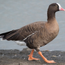 Lesser White-fronted Goose © You-Sheng Lin